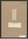 Navicula floridiana Cleve. (de-Toni-Nr.: Genus 1, Species 87) Zeichnungen Sammlung Grunow Nr. 216 (NHMW-BOT-W0366462)